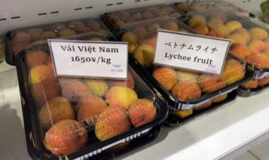 Vải thiều sang Nhật giá 380.000 đồng/kg, ngày đầu tiên hết veo 20 tấn