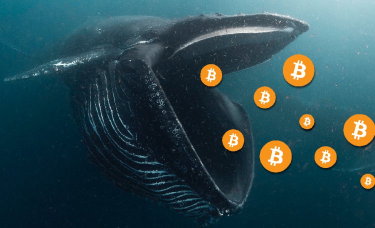 Cách một cá voi “thiên tài” đã bán đỉnh mua đáy 3.000 BTC