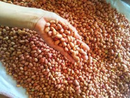 1kg Lạc(đậu phộng) nhà trồng